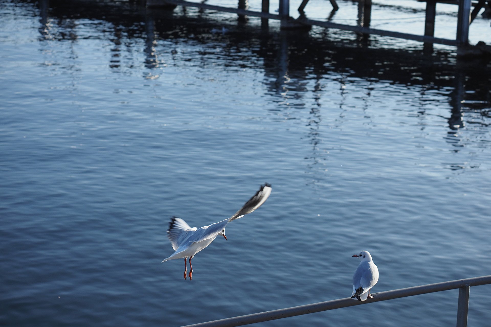 Olympus OM-D E-M1 Mark II: C-AF+Tracking, Bild 10
